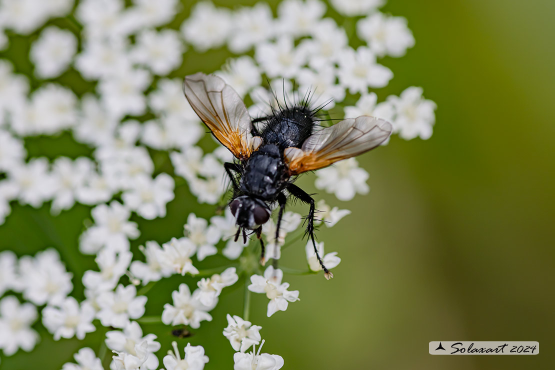 Macquartia dispar