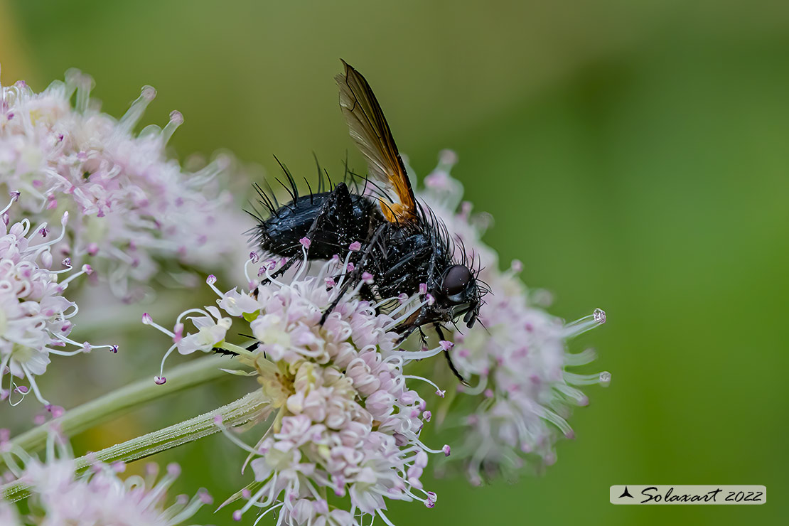 Macquartia dispar