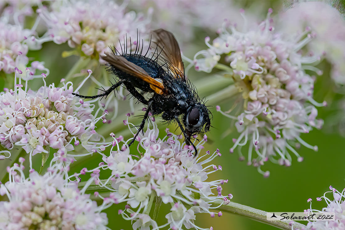 Macquartia dispar