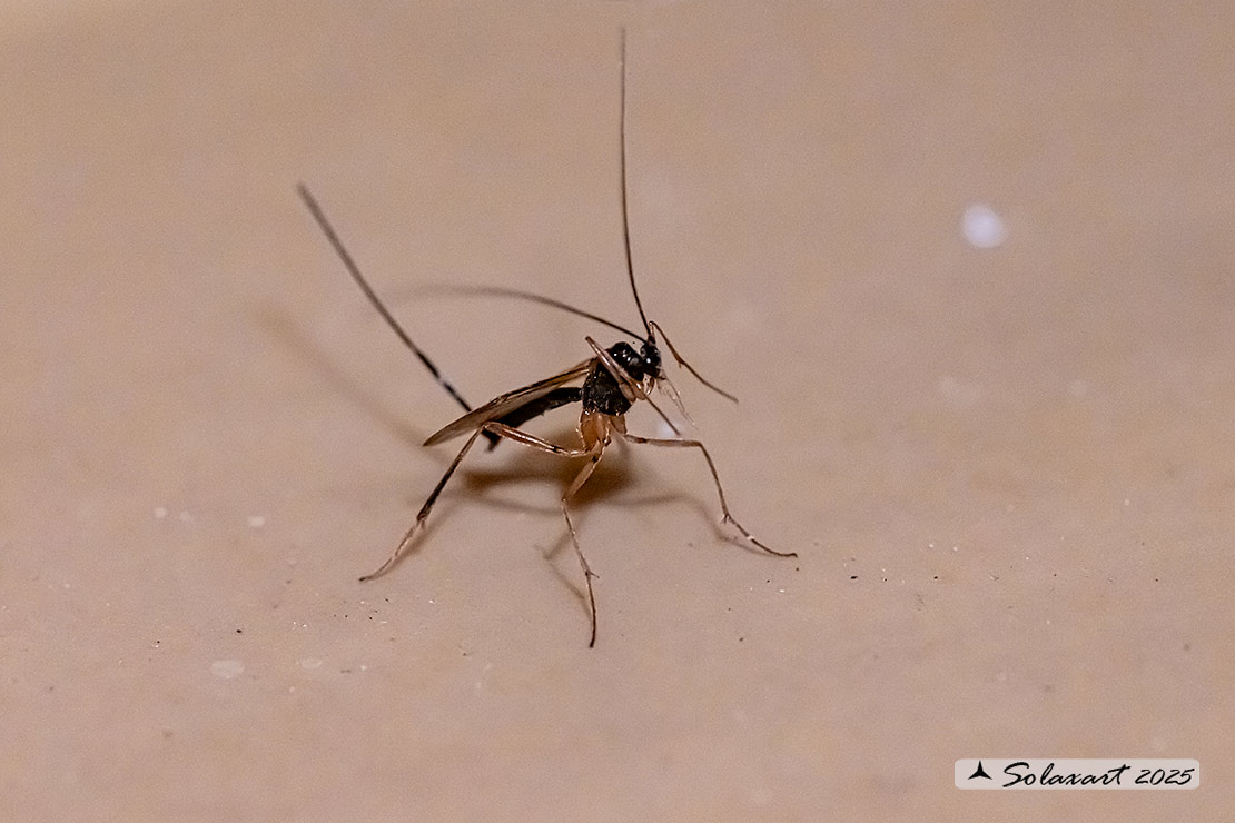 Macrocentrus marginator