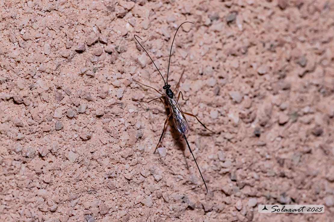 Macrocentrus marginator