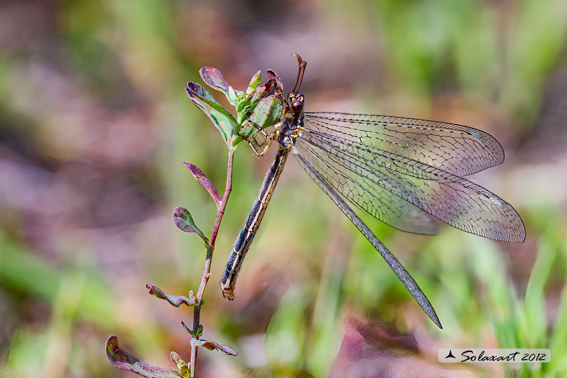 Macronemurus appendiculatus