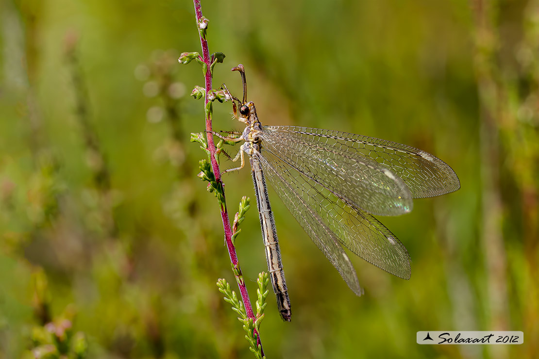 Macronemurus appendiculatus