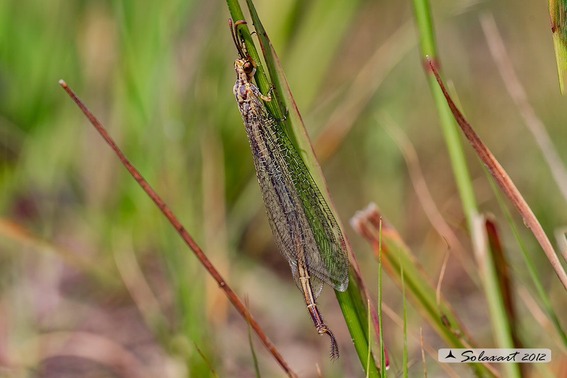 Macronemurus appendiculatus  -  maschio