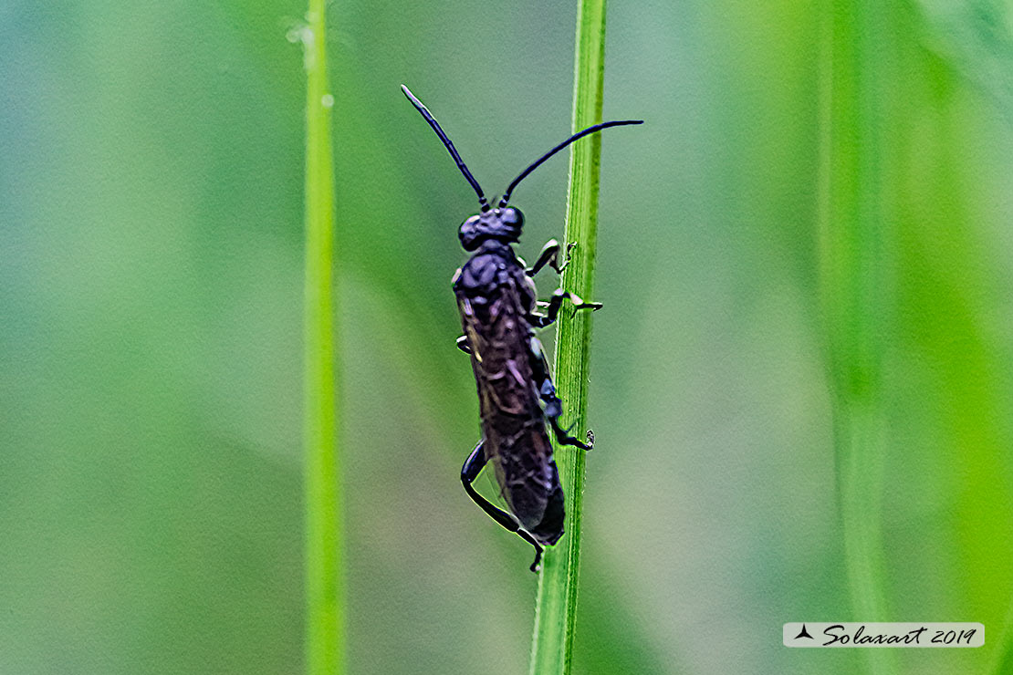 Macrophya sp