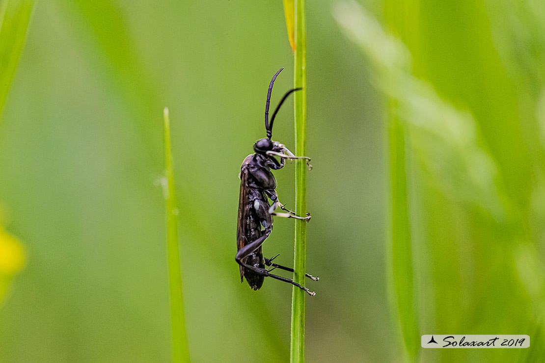 Macrophya sp