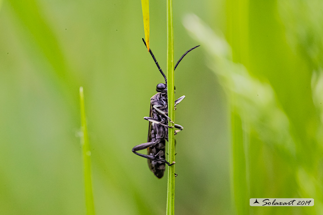 Macrophya sp