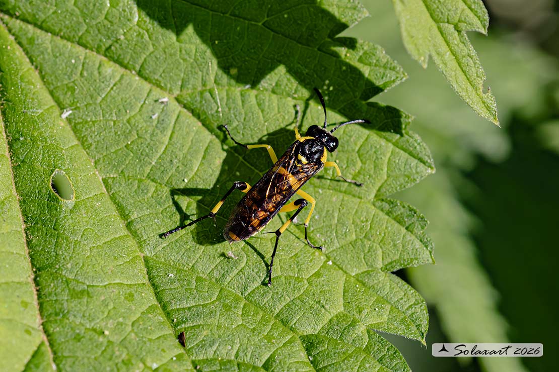 Macrophya alba