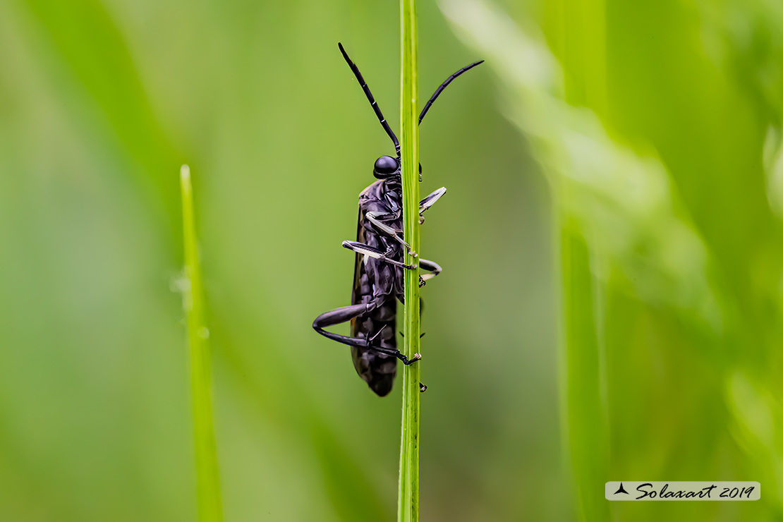 Macrophya alboannulata