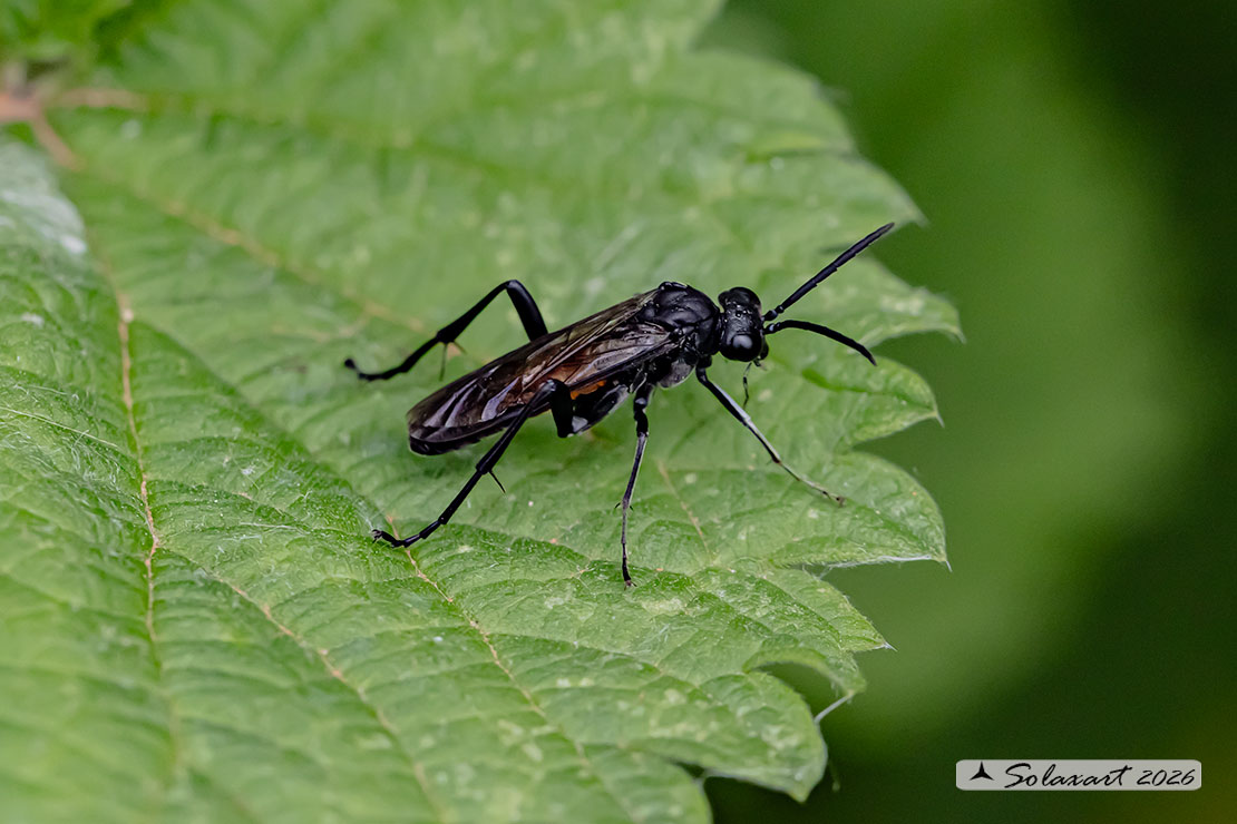 Macrophya annulata