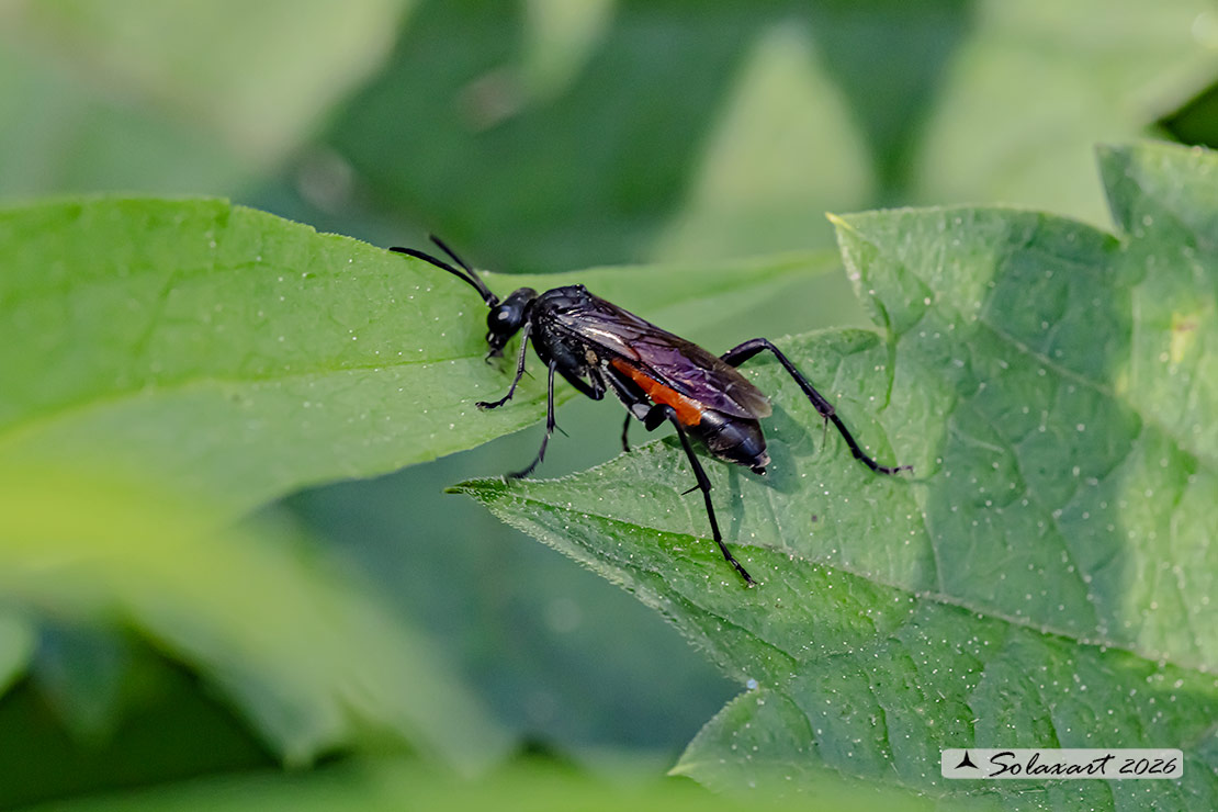 Macrophya annulata