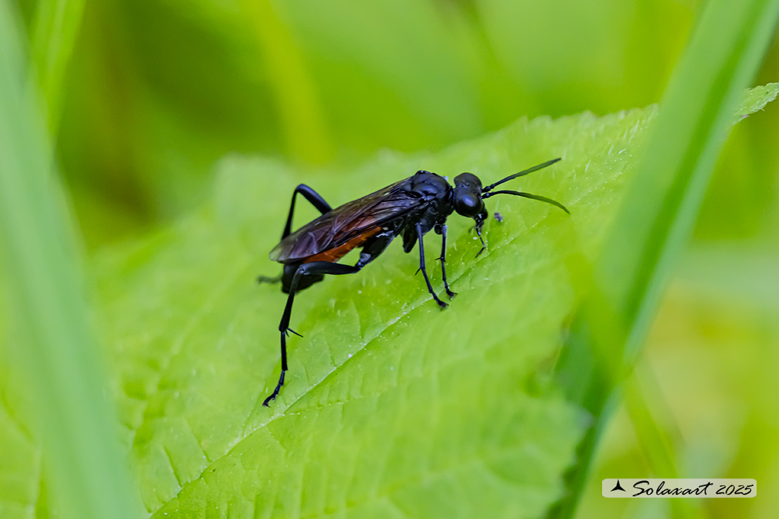 Macrophya annulata