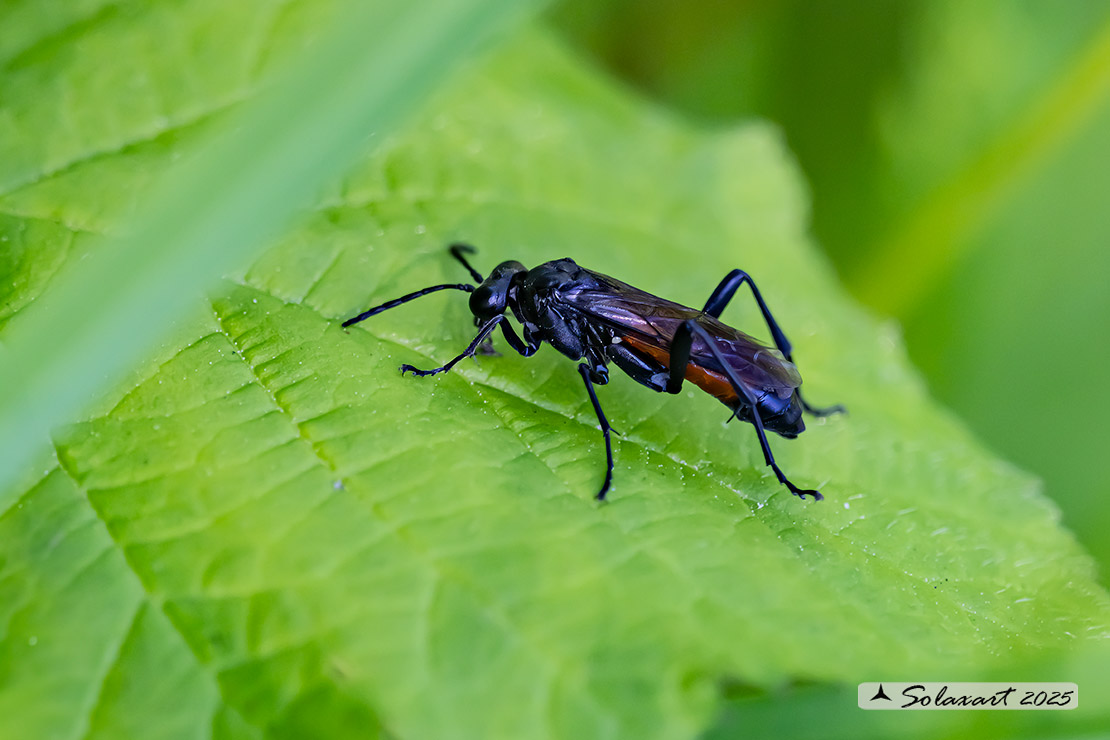 Macrophya annulata