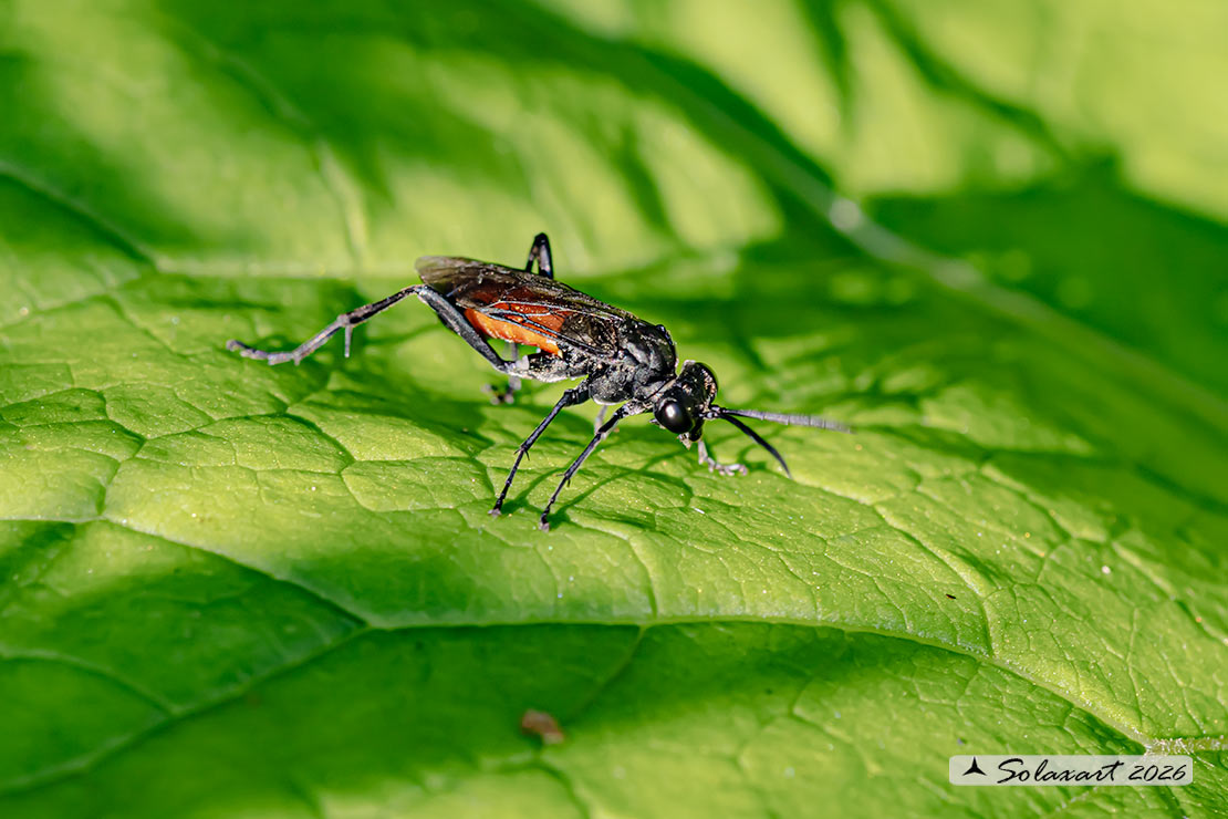 Macrophya annulata