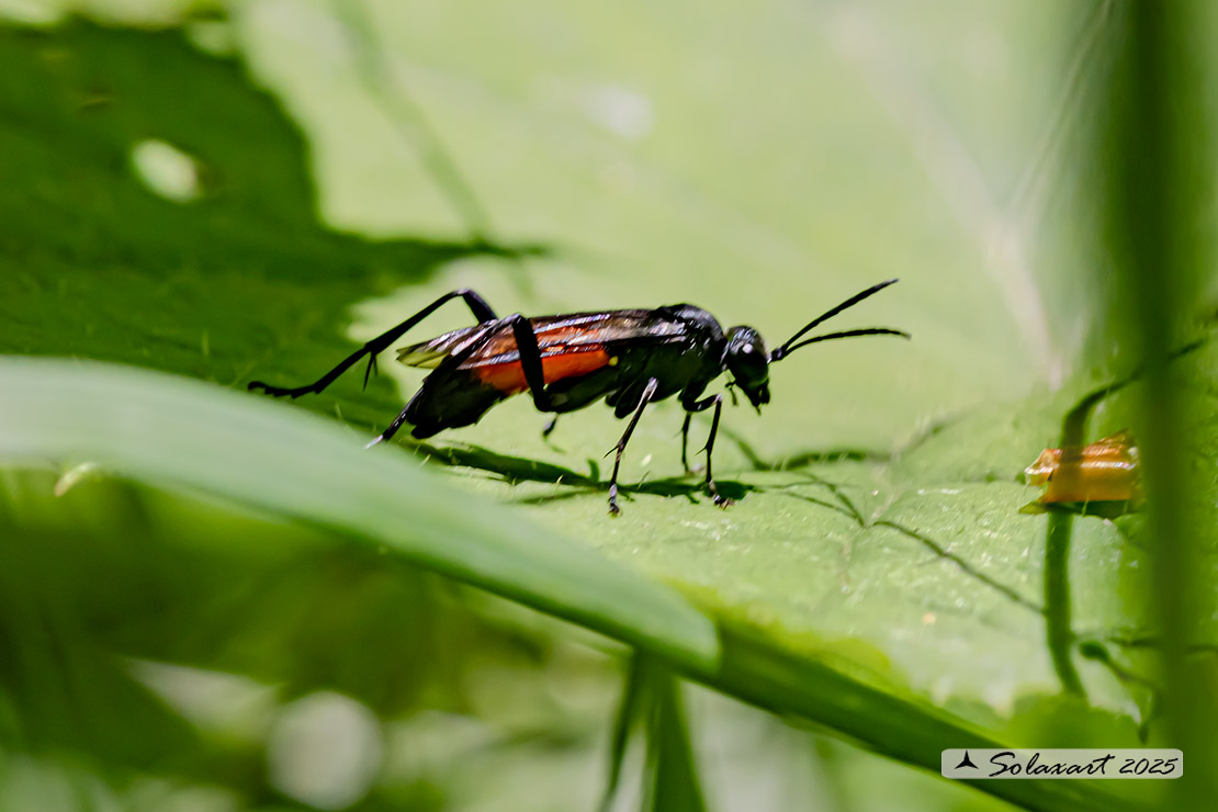 Macrophya annulata
