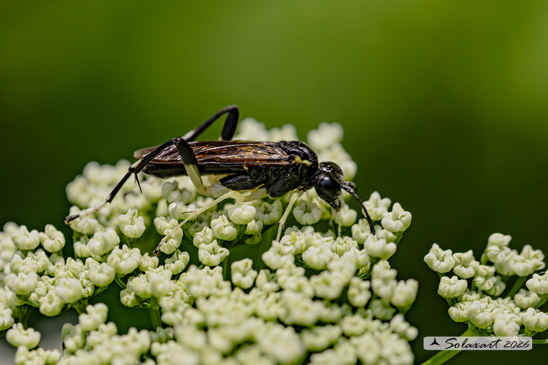 Macrophya montana