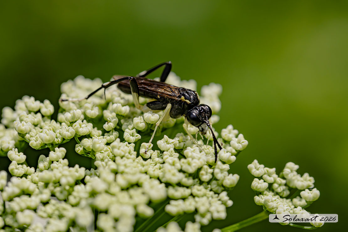 Macrophya montana