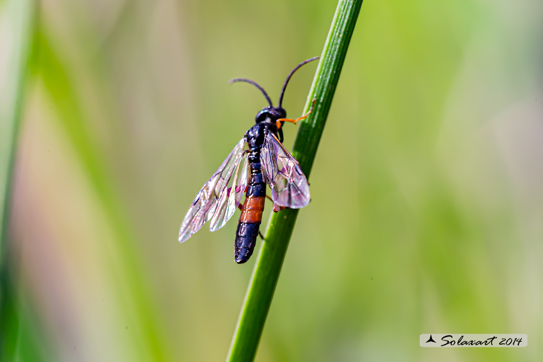 Macrophya sp