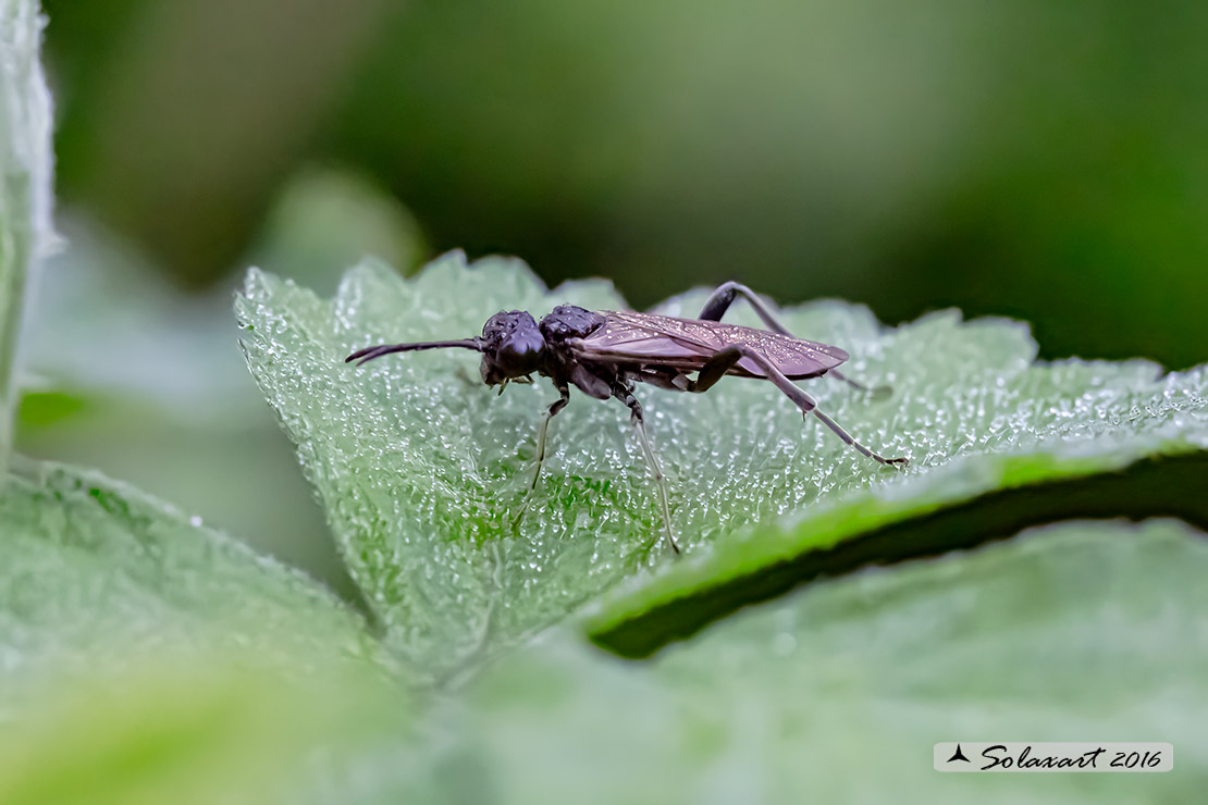 Macrophya sp