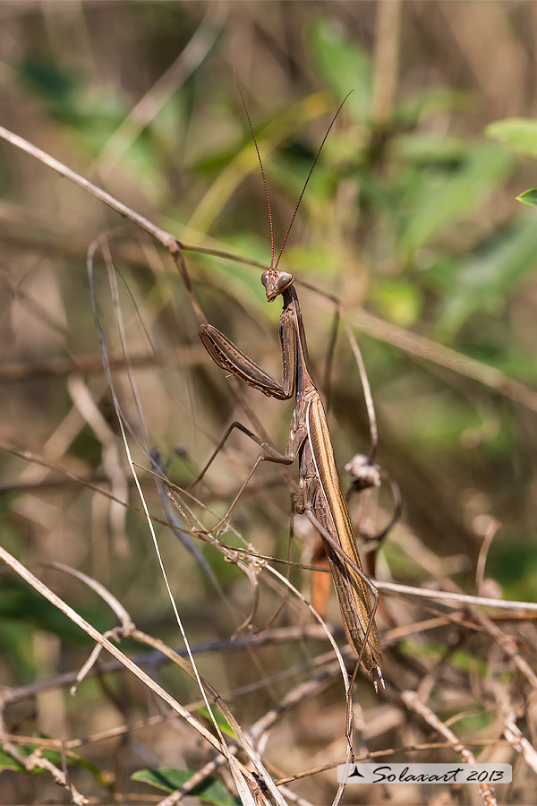 Mantis religiosa maschio