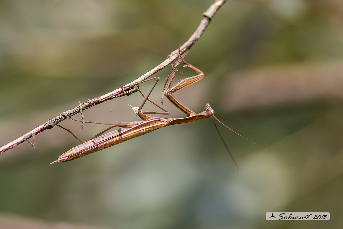 Mantis religiosa maschio