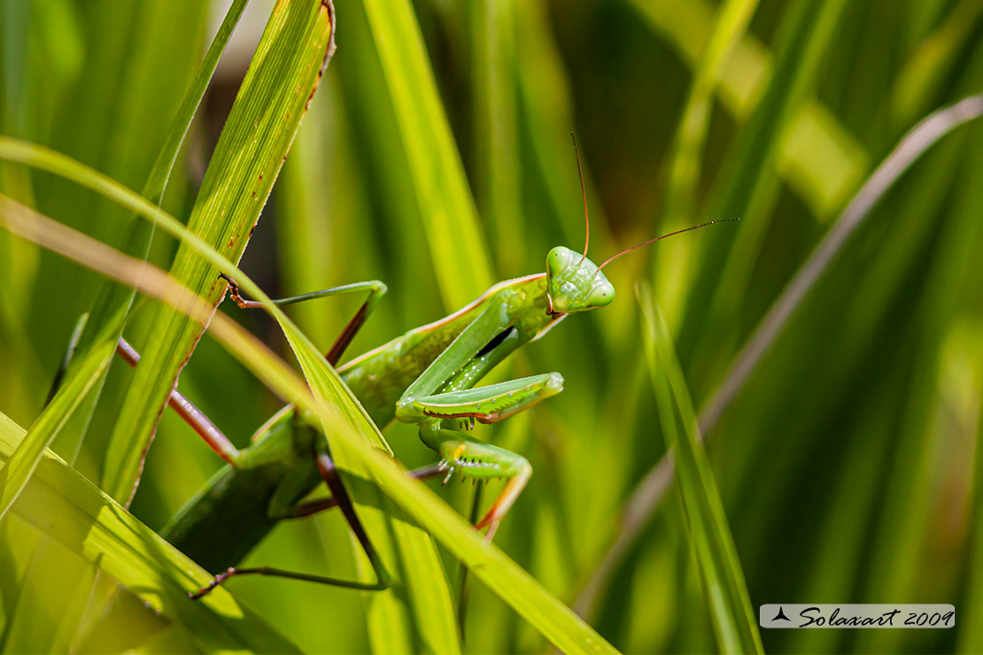 Famiglia: Mantidae; Specie: Mantis religiosa, Mantide religiosa female