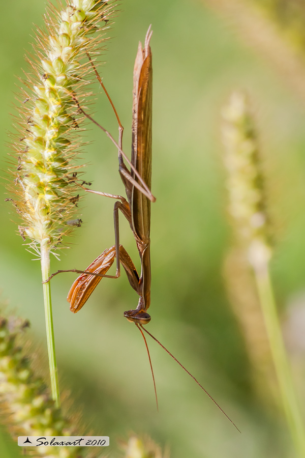 Famiglia: Mantidae; Specie: Mantis religiosa, Mantide religiosa - maschio