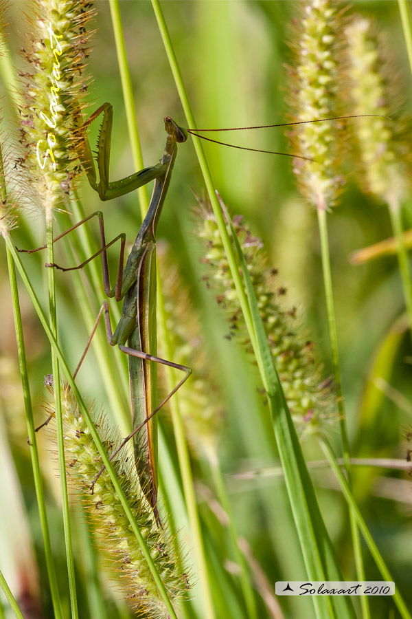 Famiglia: Mantidae; Specie: Mantis religiosa, Mantide religiosa - female