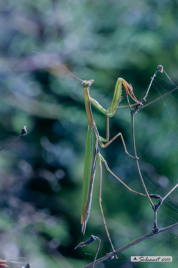 Mantis religiosa, Mantide religiosa female - con eterocromia agli occhi