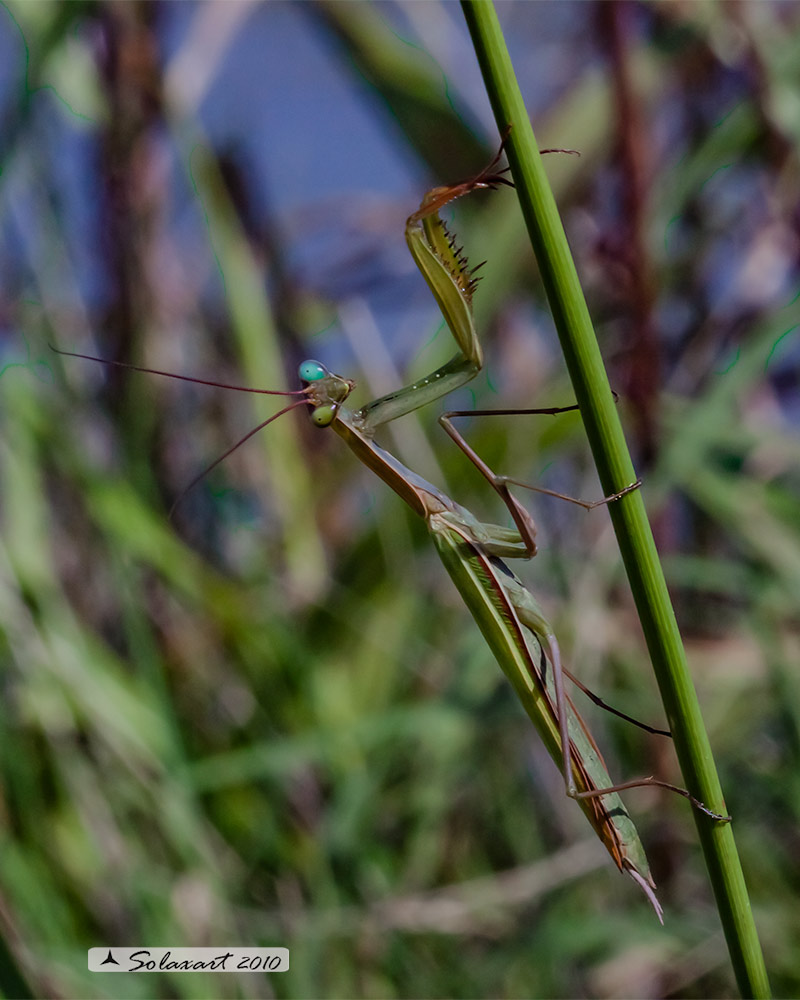 Mantis religiosa, Mantide religiosa female - con eterocromia agli occhi