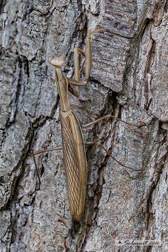 Mantis religiosa (femmina)