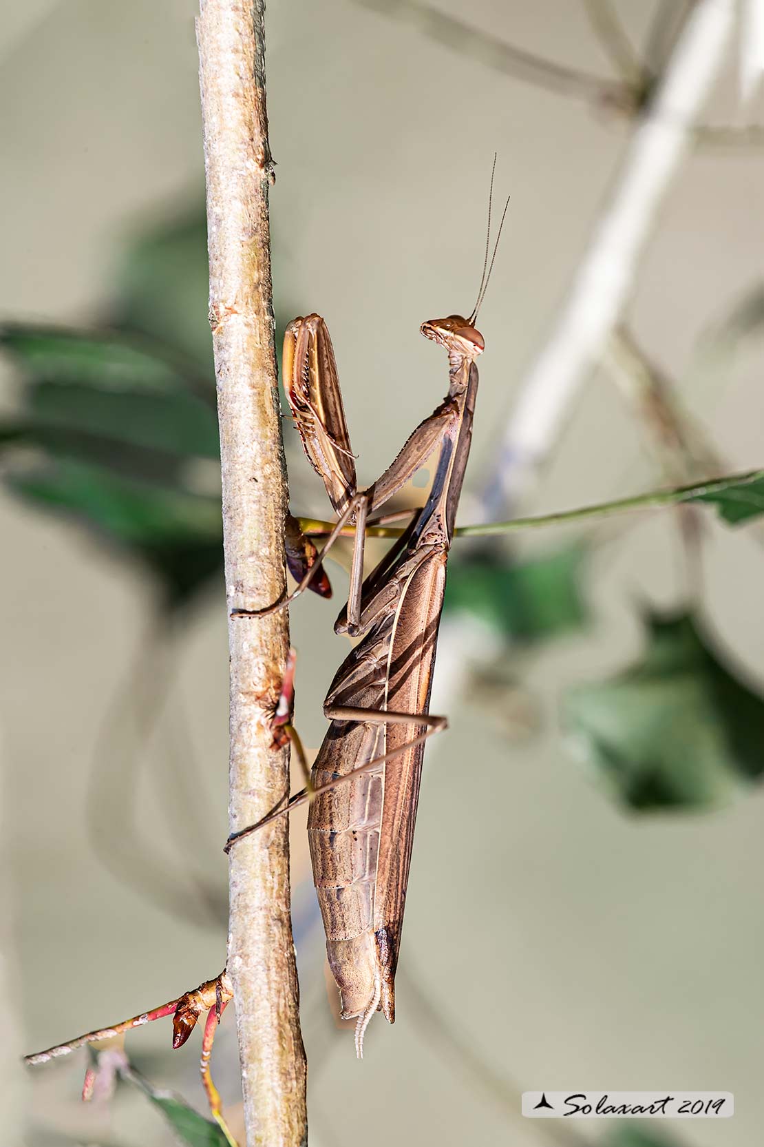 Mantis religiosa (femmina)