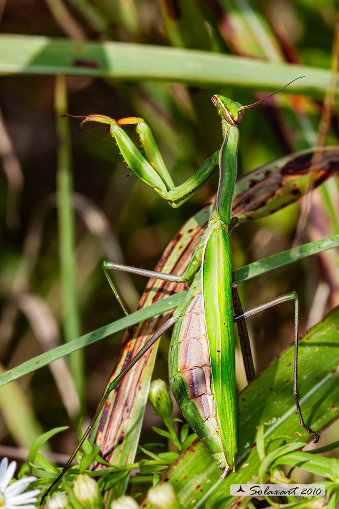 Mantis religiosa (femmina)