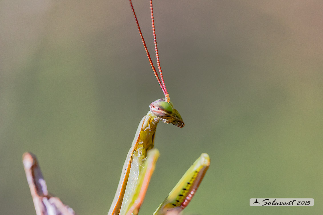 Mantis religiosa - femmina -