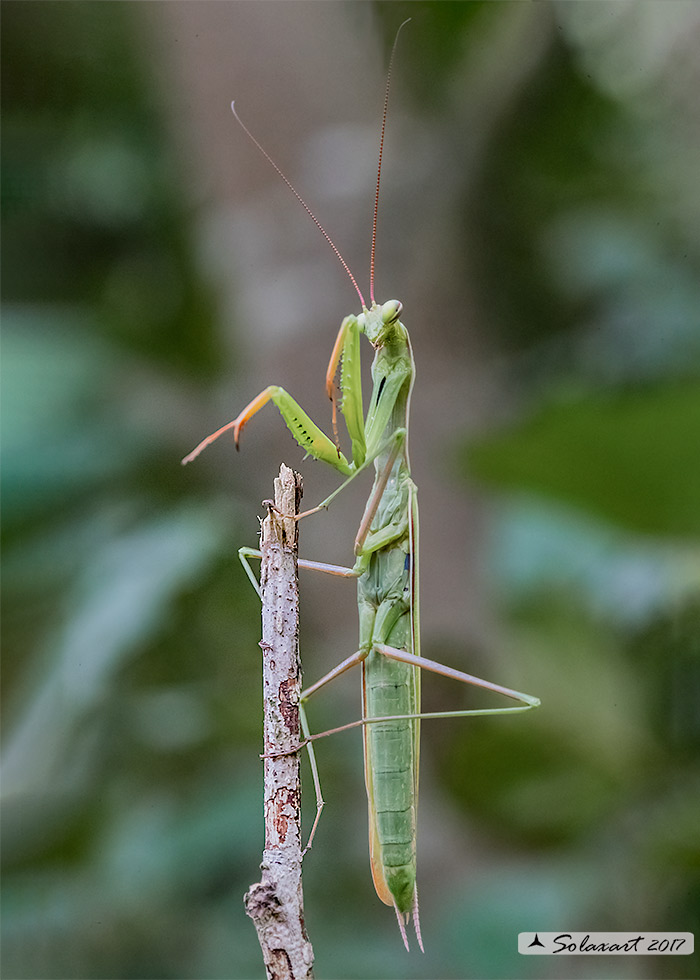 Mantis religiosa maschio