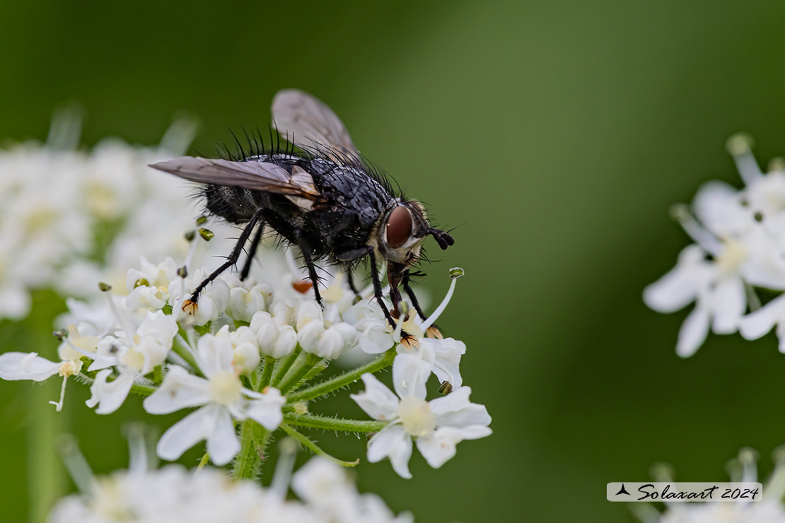 Masicera sp