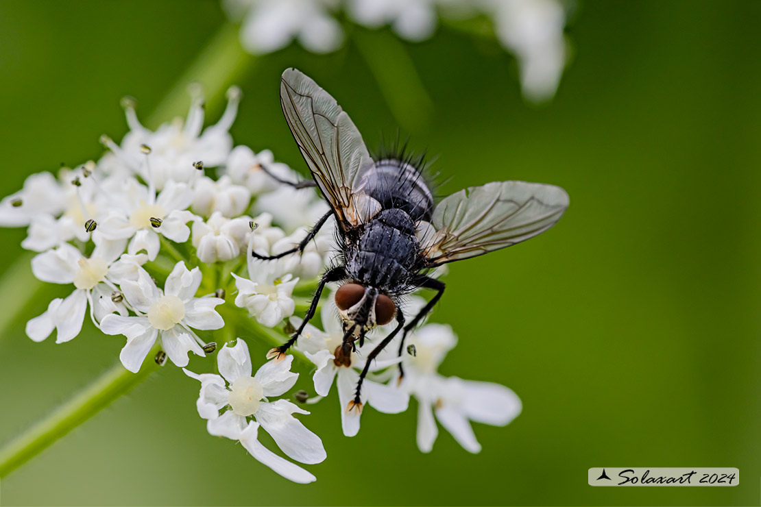 Masicera sp