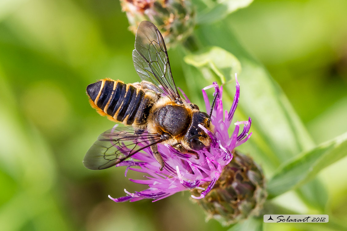 Megachile pilicrus