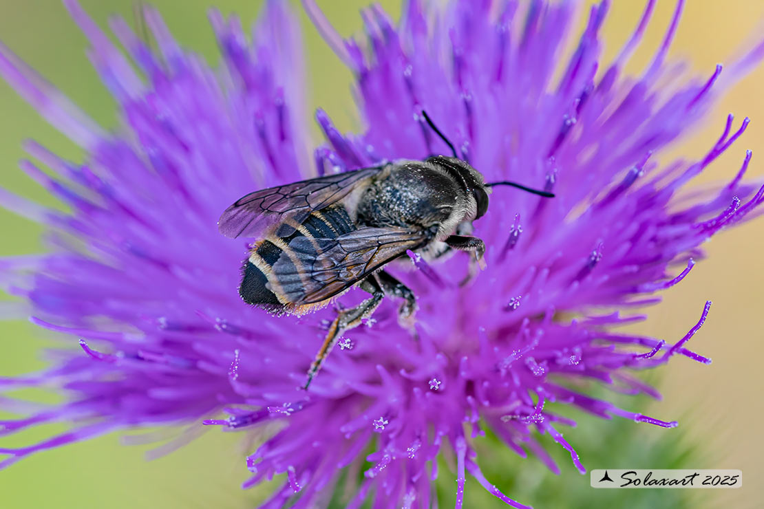 Megachile pusilla