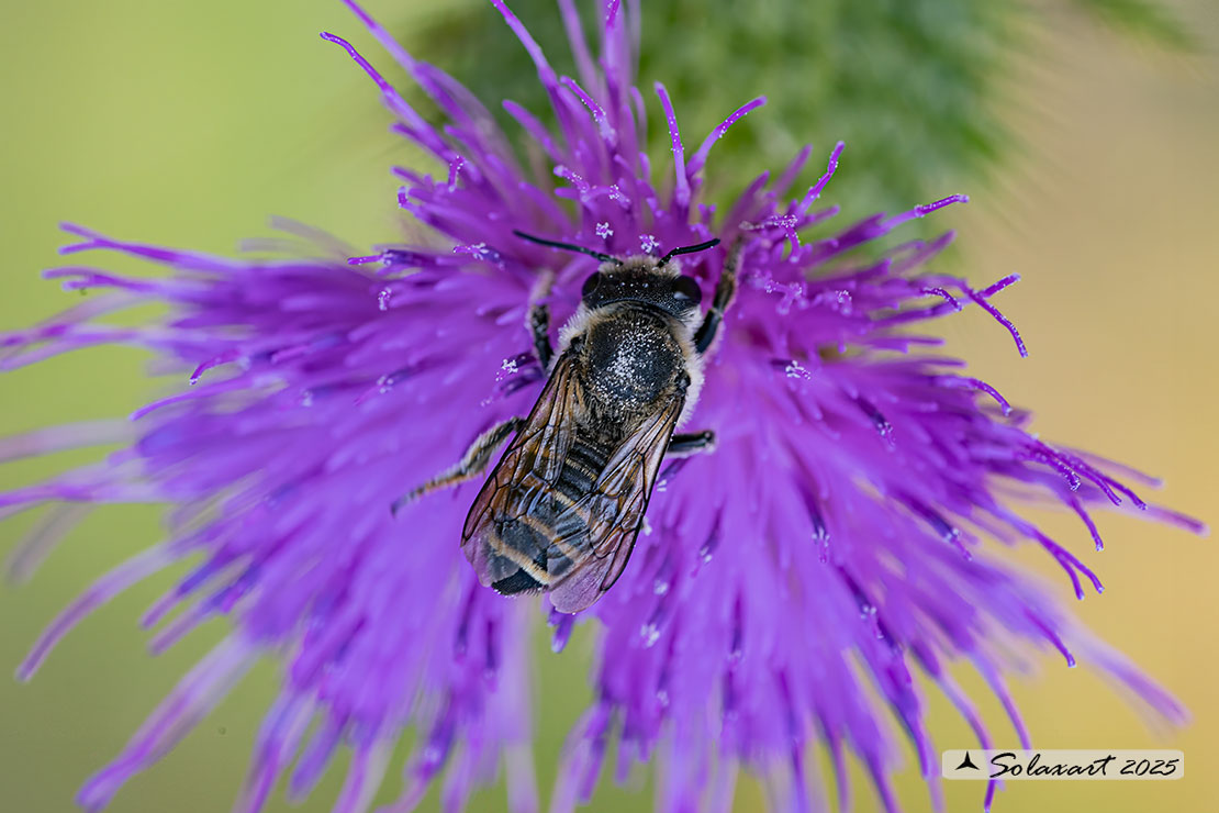 Megachile pusilla