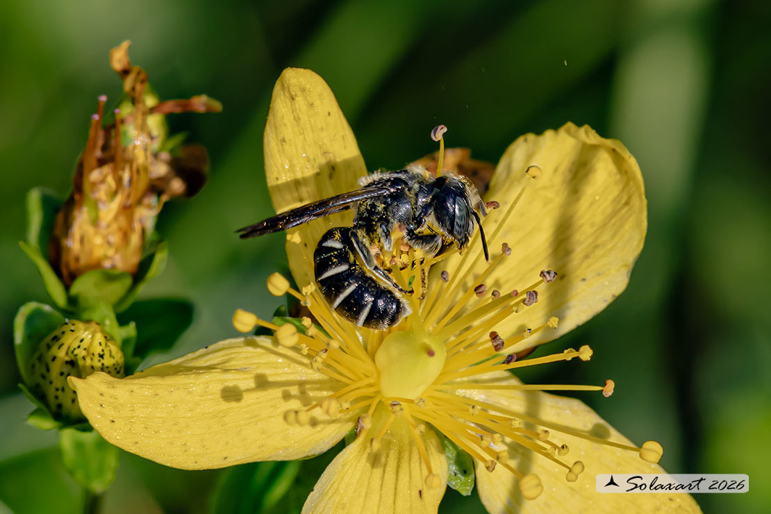 Megachile rotundata