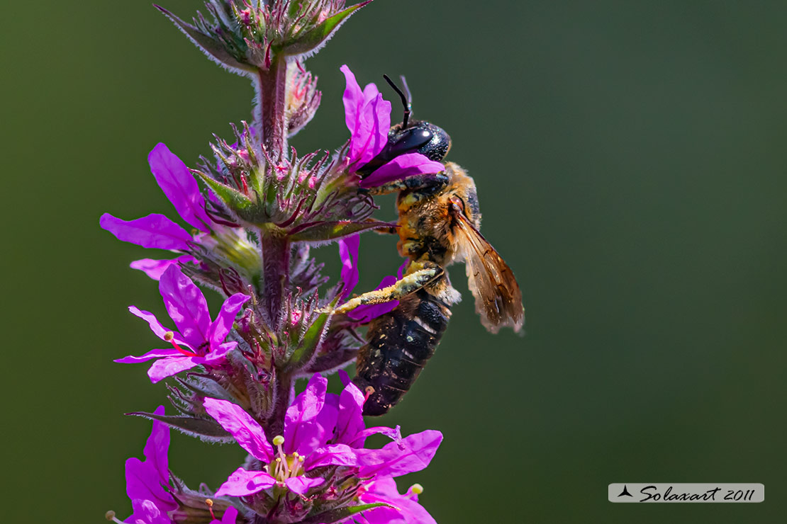 Megachile sculpturalis