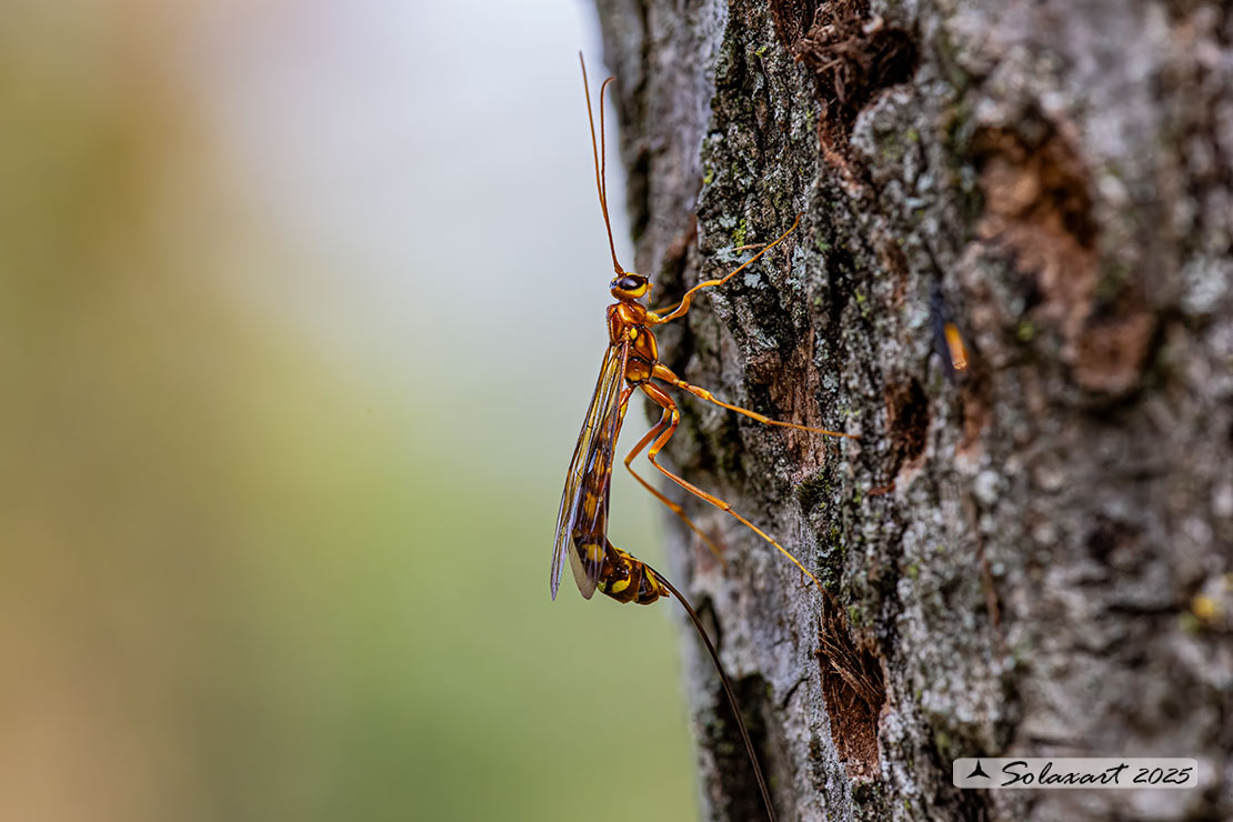 Megarhyssa perlata