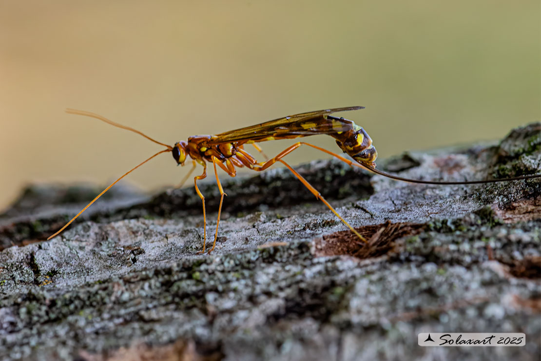 Megarhyssa perlata