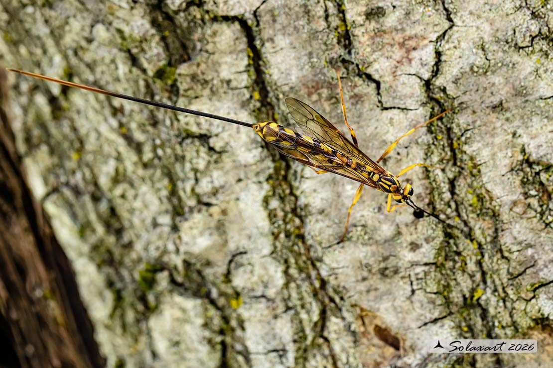 Megarhyssa sp