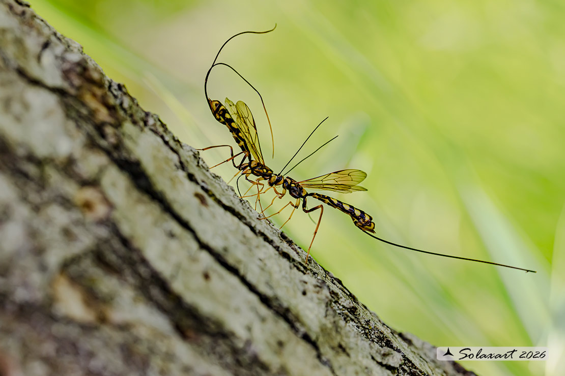Megarhyssa sp