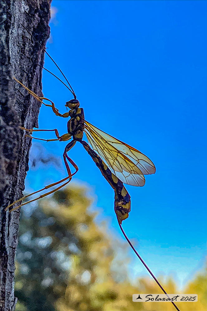 Megarhyssa superba