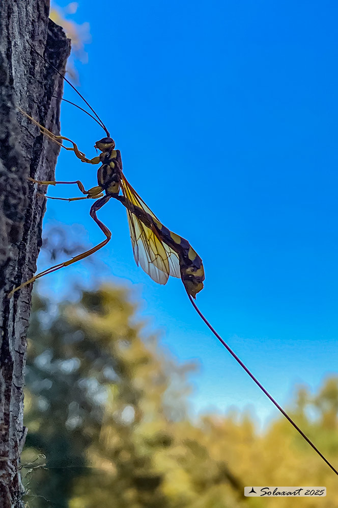 Megarhyssa superba