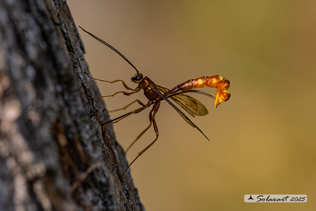 Megarhyssa vagatoria