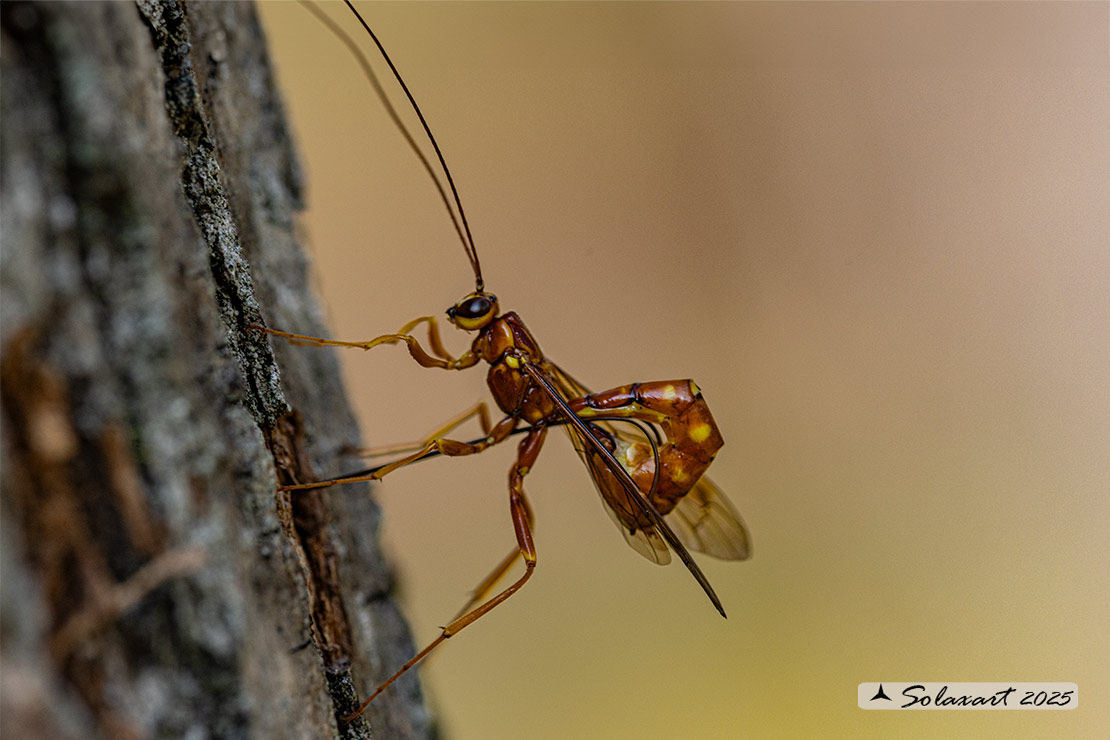 Megarhyssa vagatoria